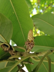 Magnolia champaca