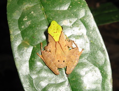 Phrynobatrachus plicatus