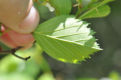 Crataegus chrysocarpa phoeniceoides