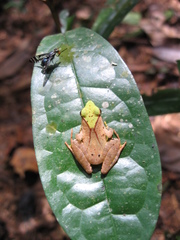 Phrynobatrachus plicatus