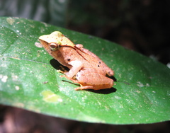 Phrynobatrachus plicatus