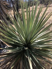 Yucca madrensis