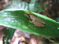 Phrynobatrachus plicatus