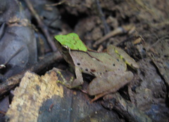 Phrynobatrachus plicatus