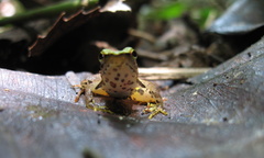 Phrynobatrachus plicatus