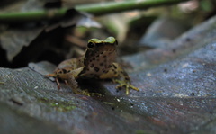 Phrynobatrachus plicatus