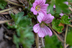 Geranium sessiliflorum