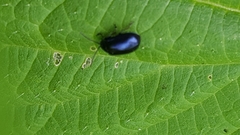 Agelastica alni