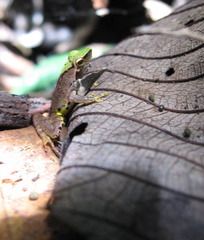 Phrynobatrachus plicatus