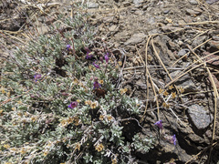 Penstemon californicus