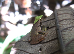 Phrynobatrachus plicatus