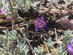 Penstemon californicus