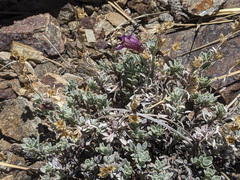 Penstemon californicus
