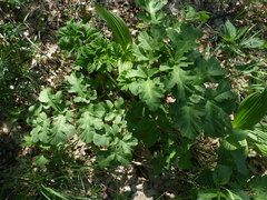 Heracleum sphondylium sphondylium