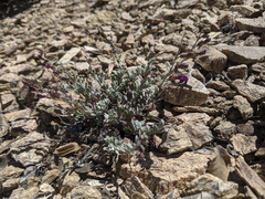 Penstemon californicus