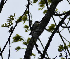 Sphyrapicus varius image