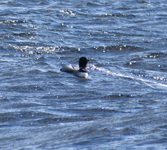 Gavia immer image