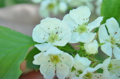 Crataegus chrysocarpa phoeniceoides