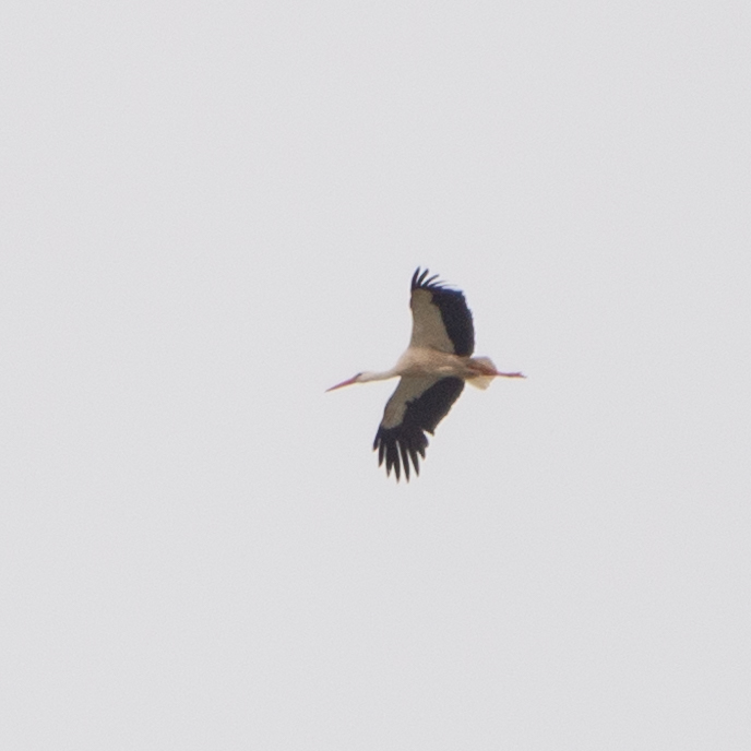 White Stork