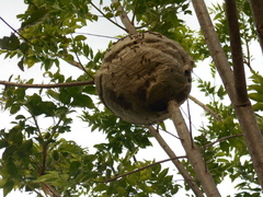 Brachygastra