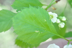 Crataegus chrysocarpa phoeniceoides