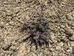 Penstemon californicus