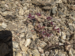 Sidotheca emarginata