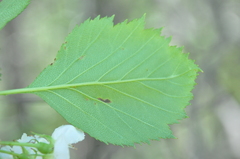 Crataegus chrysocarpa phoeniceoides
