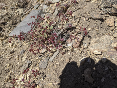 Sidotheca emarginata