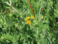 Lotus angustissimus