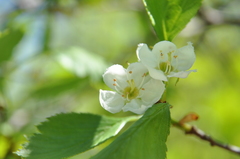 Crataegus chrysocarpa phoeniceoides