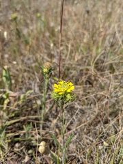 Holocarpha macradenia