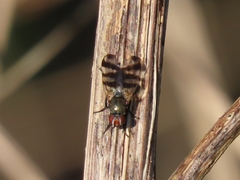 Ceroxys urticae