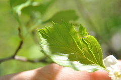 Crataegus chrysocarpa phoeniceoides