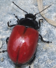 Chrysolina lucida