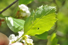 Crataegus chrysocarpa phoeniceoides