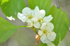 Crataegus chrysocarpa phoeniceoides