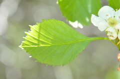 Crataegus chrysocarpa phoeniceoides