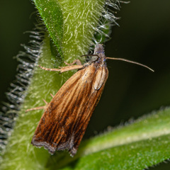 Eucosma umbrastriana