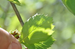 Crataegus chrysocarpa phoeniceoides