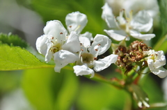Crataegus chrysocarpa phoeniceoides