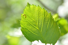 Crataegus chrysocarpa phoeniceoides
