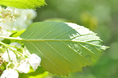 Crataegus chrysocarpa phoeniceoides