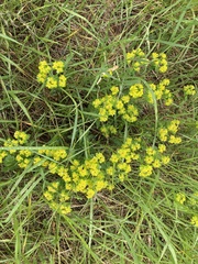 Euphorbia verrucosa