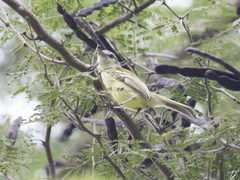 Tolmomyias sulphurescens
