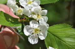 Crataegus chrysocarpa phoeniceoides