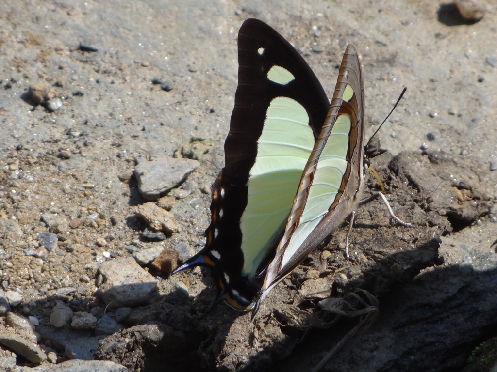 Nawab Butterflies from Ghandruk Nepal on October 4, 2014 by James ...