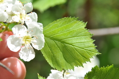 Crataegus chrysocarpa phoeniceoides