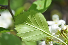 Crataegus chrysocarpa phoeniceoides