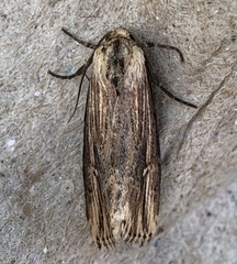 Crambodes talidiformis